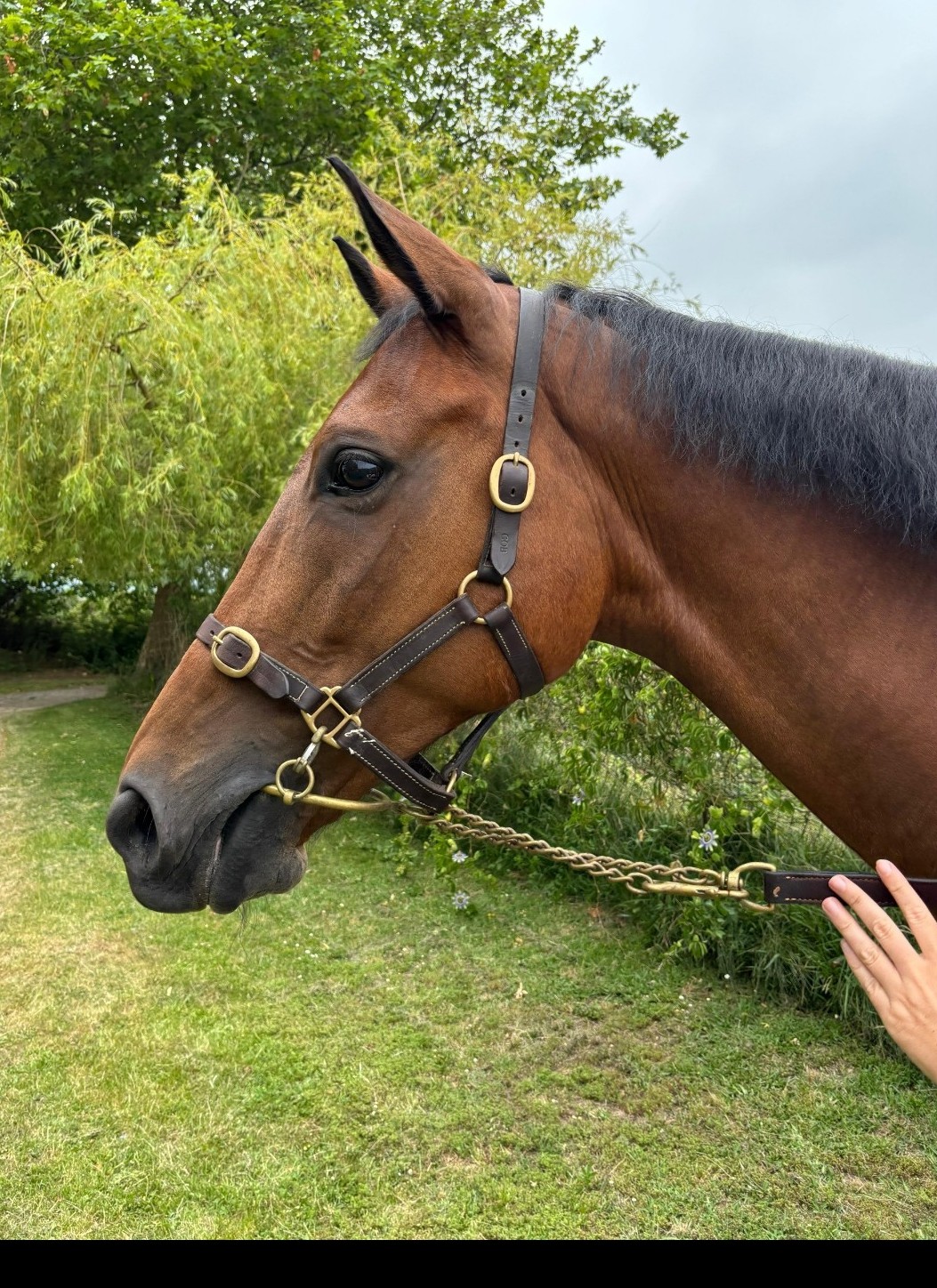 horse